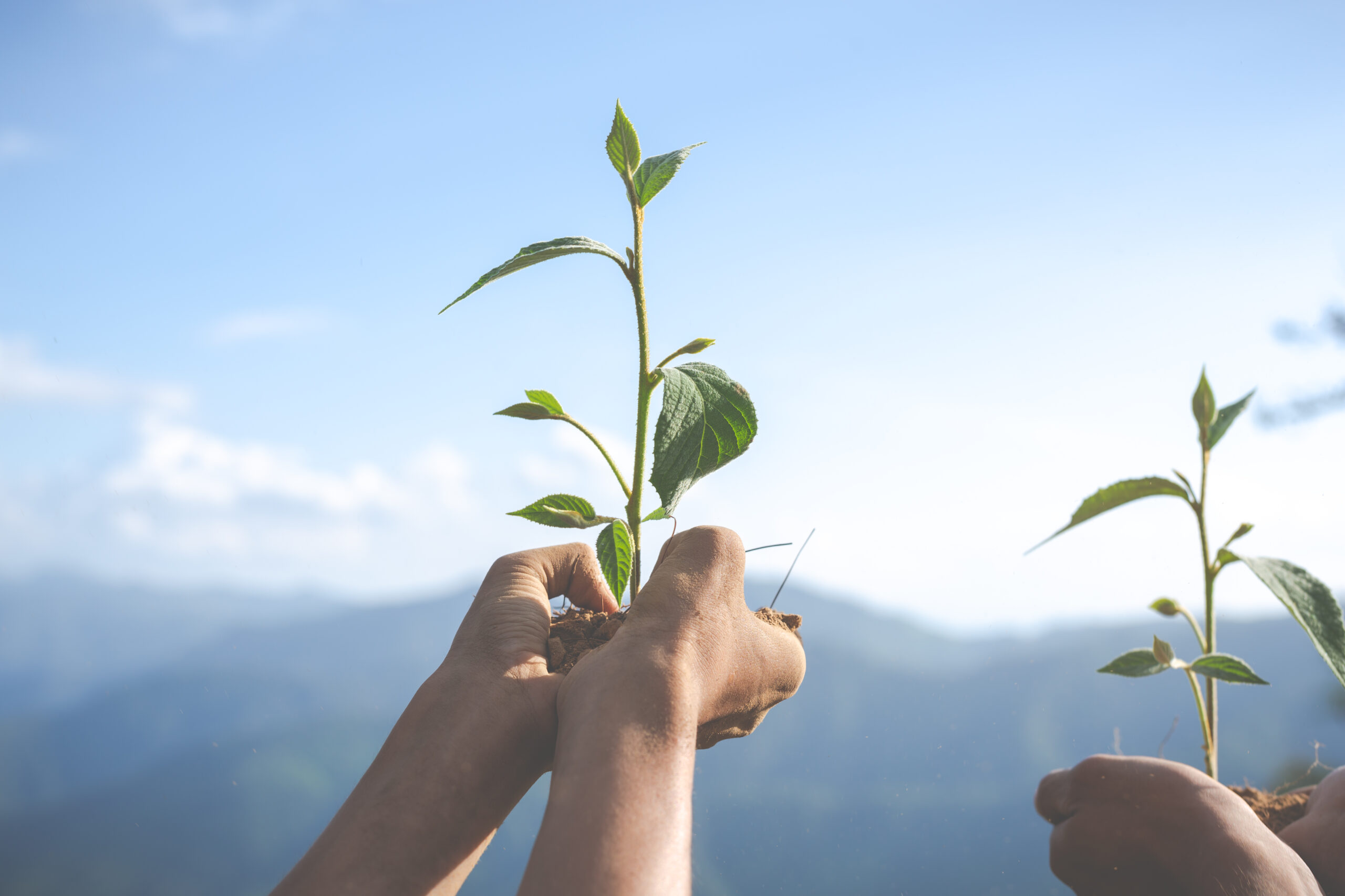 Concept of environmental conservation in the garden for children.